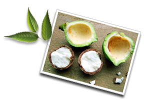 Noix de macadamia : éléments nutritifs